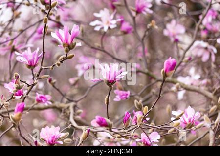 Flowers of Magnolia Leonard Messel, Pink flower on the tree in Springtime Stock Photo