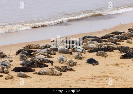 The Atlantic Grey seal colony at Horsey Gap in winter, East Norfolk coast, England Stock Photo