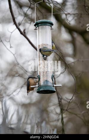Nuthatch on a bird feeder. Cannop Ponds, Gloucestershire. UK Stock Photo