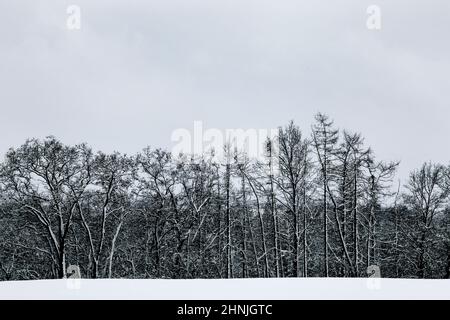 Black and white winter snow European forest landscape. Overcast sky. Winter time. Stock Photo