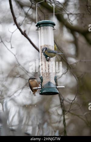 Nuthatch on a bird feeder. Cannop Ponds, Gloucestershire. UK Stock Photo