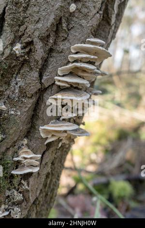 many-colored polypore on the tree trunk Stock Photo