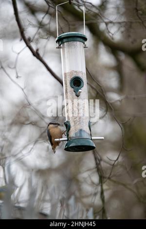 Nuthatch on a bird feeder. Cannop Ponds, Gloucestershire. UK Stock Photo