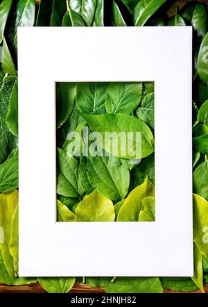 White paper frame on background made of different green leaves, green gradient. Copy space. Empty place for product presentation. Nature creative layo Stock Photo
