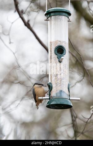 Nuthatch on a bird feeder. Cannop Ponds, Gloucestershire. UK Stock Photo