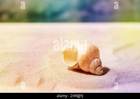 Seashell on summer sand sea beach with waves at background. Colorful Copy space creative layout. Vacation concept. Colorful rainbow lens Stock Photo