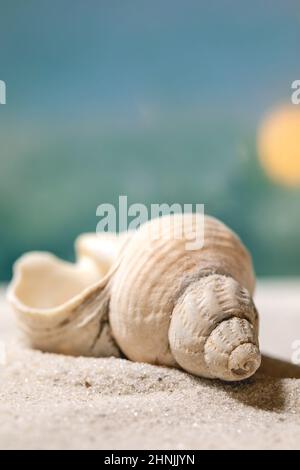 Close up of seashell on summer sand sea beach with waves at background. Copy space creative layout. Vacation concept. Stock Photo