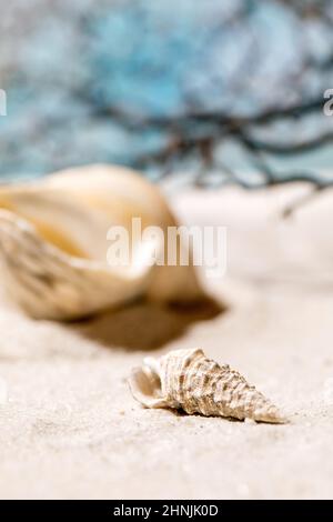 Summer sand sea beach with waves and seashells. Creative layout. Vacation concept. Stock Photo