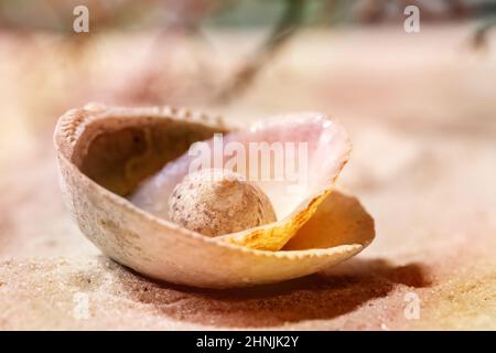 Stack of seashells on summer sand sea beach. Copy space creative layout. Vacation concept. Colorful rainbow lens, close up Stock Photo