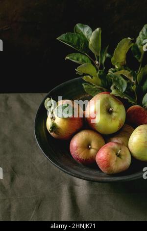 Ripe organic gardening green red apples with leaves in ceramic dish standing on dark table cloth. Black background. Autumn harvest. Stock Photo