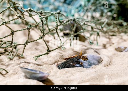 Old fishing nets and mussel shells on summer sand sea beach with waves at background. Stock Photo