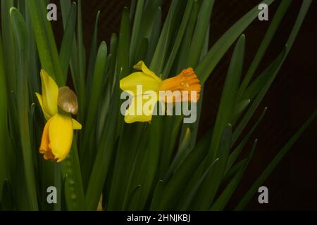 Yellow narcissus. Yellow daffodils in a pot. Close-up. Stock Photo