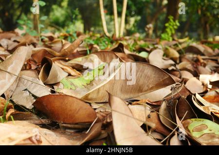 fallen dry leaves on ground close up  Stock Photo
