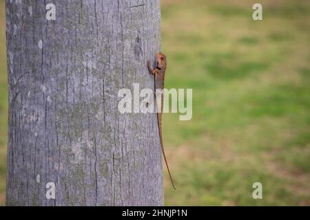 Close up view f a small lizard with a long tail sits on the trunk of a tree, green grass in the background Stock Photo