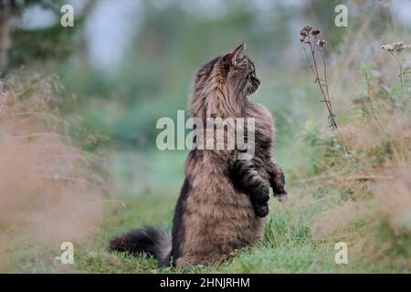 Norwegian forest cat standing on his hind legs Stock Photo