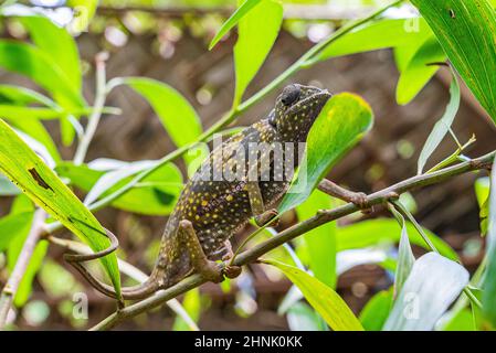 Chameleon on a branch hiding in leaves. Chameleo on Zanzibar Stock Photo