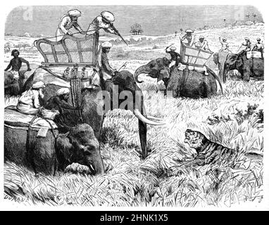 Tiger Hunt or Hunters Hunting Tigers from Elephants in British Colonial  India. Vintage Illustration or Engraving 1883 Stock Photo