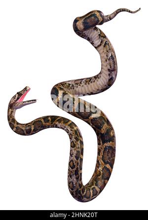 Bigus Python 3D rendering of a Burmese python or Python bivittatus, one of the ...