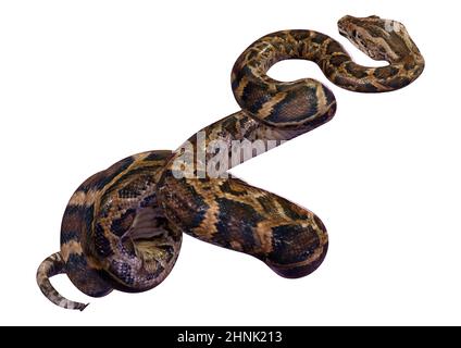 3D rendering of a Burmese python or Python bivittatus, one of the largest snakes in the world Stock Photo