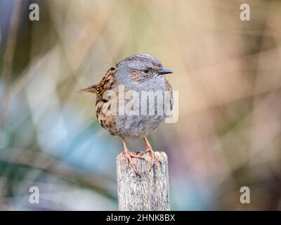 Dunnock foraging in mid Wales Stock Photo