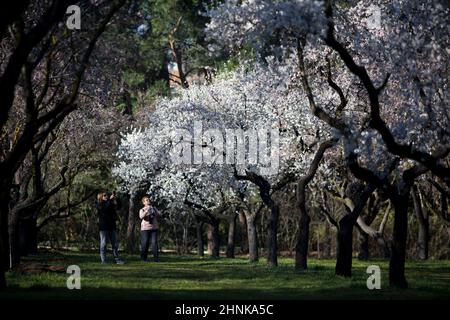 Madrid, Spain. 17th Feb, 2022. Two women photograph the almond trees in the Quinta de los Molinos park.The Quinta de los Molinos Park has been listed as Madrid's Historic Park since 1997 and has approximately 1500 almond trees that bloom every year in the months of February and March, the start of spring. (Credit Image: © Luis Soto/SOPA Images via ZUMA Press Wire) Stock Photo