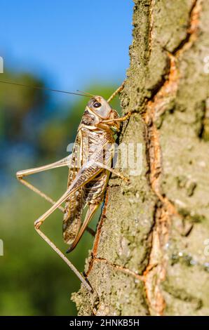 southern wartbiter (Decticus albifrons), female Stock Photo - Alamy