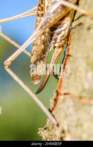 southern wartbiter (Decticus albifrons), female. Stock Photo