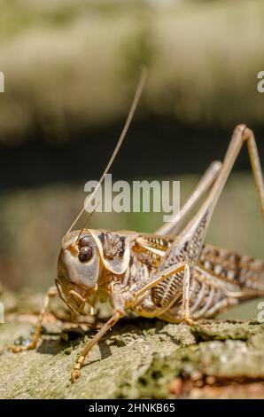 southern wartbiter (Decticus albifrons), female. Stock Photo