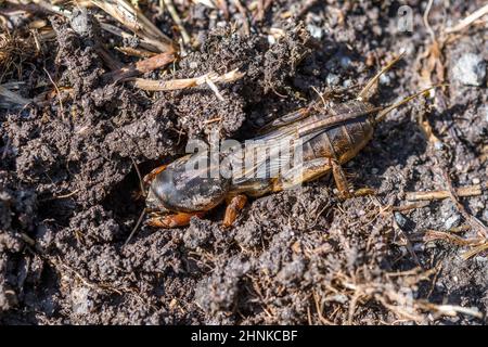 European mole cricket (Gryllotalpa gryllotalpa), digs. Stock Photo