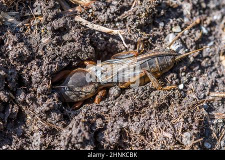 European mole cricket (Gryllotalpa gryllotalpa), digs. Stock Photo