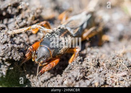 European mole cricket (Gryllotalpa gryllotalpa), digs. Stock Photo