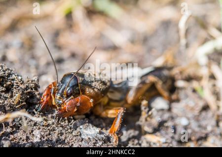 European mole cricket (Gryllotalpa gryllotalpa), digs. Stock Photo