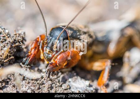 European mole cricket (Gryllotalpa gryllotalpa), digs. Stock Photo