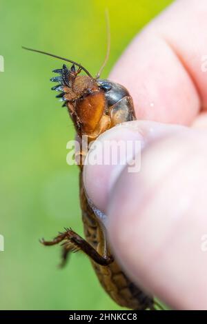 European mole cricket (Gryllotalpa gryllotalpa), in a hand.. Stock Photo