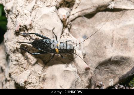 Two-spotted cricket (Gryllus bimaculatus), male. Stock Photo