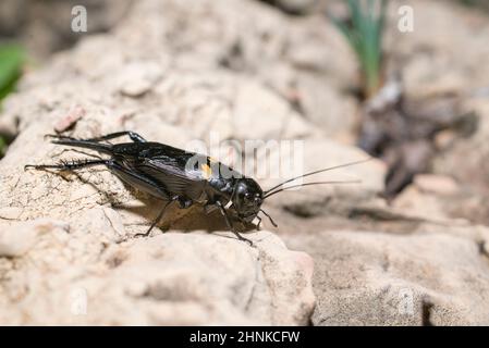 Two-spotted cricket (Gryllus bimaculatus), female. Stock Photo