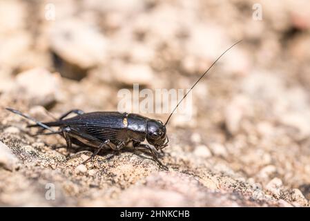 Two-spotted cricket (Gryllus bimaculatus), male. Stock Photo