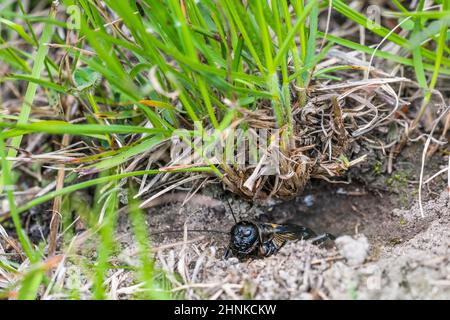 European field cricket or simply the field cricket (Gryllus campestris) male sings at the entrance to its burrow. Stock Photo