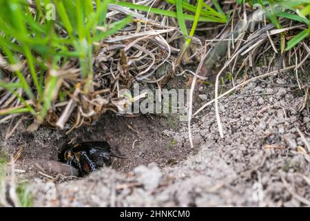 European field cricket or simply the field cricket (Gryllus campestris) male sings at the entrance to its burrow. Stock Photo