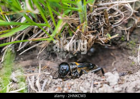 European field cricket or simply the field cricket (Gryllus campestris) male sings at the entrance to its burrow. Stock Photo