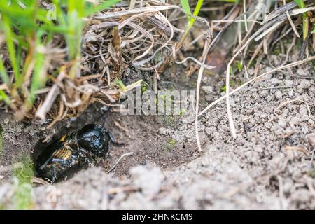 European field cricket or simply the field cricket (Gryllus campestris) male sings at the entrance to its burrow. Stock Photo