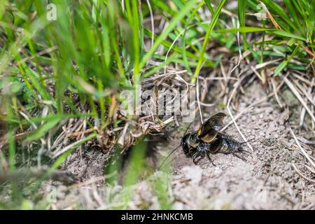 European field cricket or simply the field cricket (Gryllus campestris) male sings at the entrance to its burrow. Stock Photo