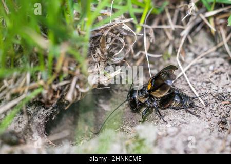 European field cricket or simply the field cricket (Gryllus campestris) male sings at the entrance to its burrow. Stock Photo