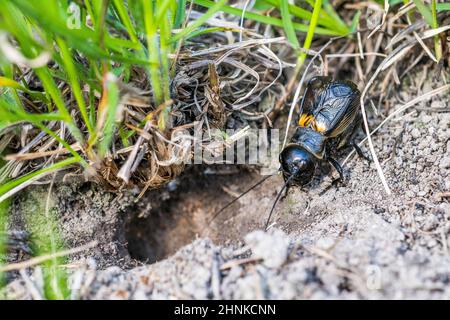 European field cricket or simply the field cricket (Gryllus campestris) male sings at the entrance to its burrow. Stock Photo