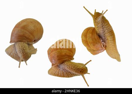 Set of three snails crawling on white background. Helix pomatia, collection of three  snails isolated on white background, side view and directly abov Stock Photo