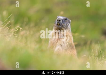 Marmot alert near the hole on a meadow in the Dolomites Stock Photo