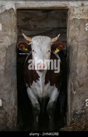 Intensive calf farming Stock Photo