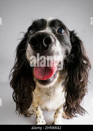 Studio portrait of a Cocker Spaniel Stock Photo