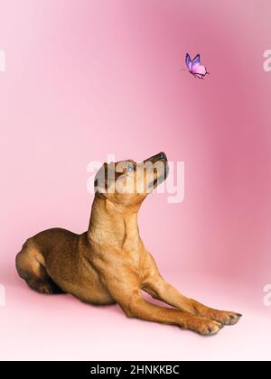 Studio Portrait of a Patterdale Terrier with a butterfly Stock Photo