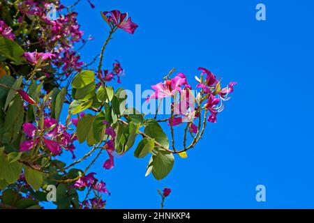 Pink orchid tree flowers (Bauhinia blakeana) Stock Photo